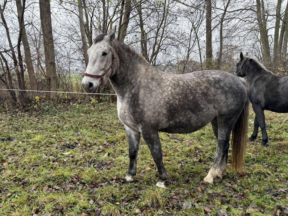 Klacz śląska 5-letnia