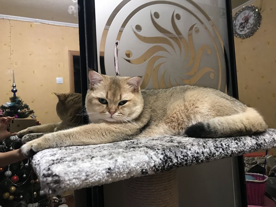 Кот на вязку Золотая шыншыла