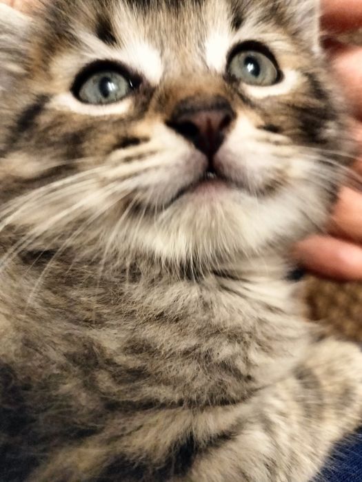 Кошенята, котики