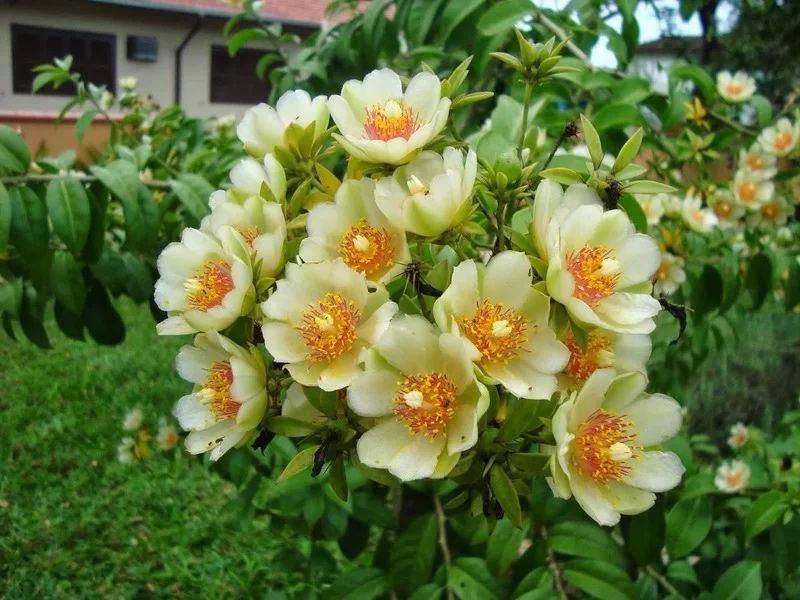 Pereskia aculeata - Ora-pro-nobis   Plantas e Flores para Jardim  plants flowers garden