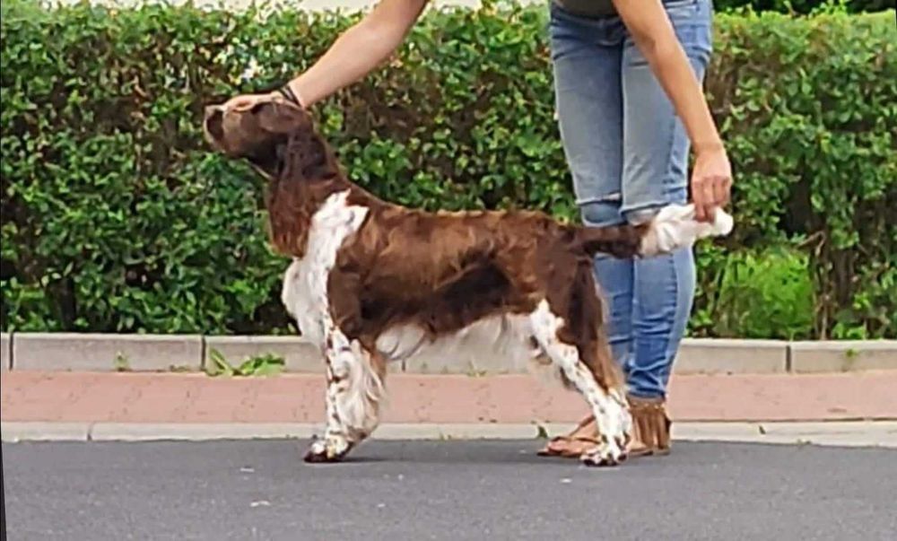 springer spaniel angielski zapowiedz miotu