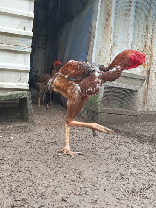 Ovos e Pintos Índio Gigante Brasileiro