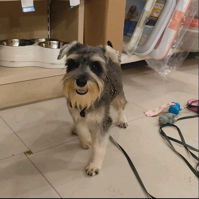 Щенки Цвергшнауцер , самая маленькая служебная собака