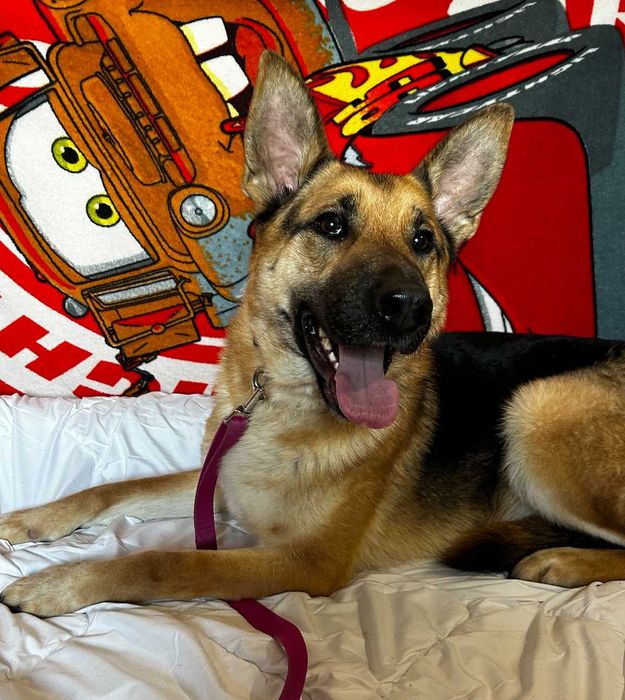 Piesek do adopcji MAKS