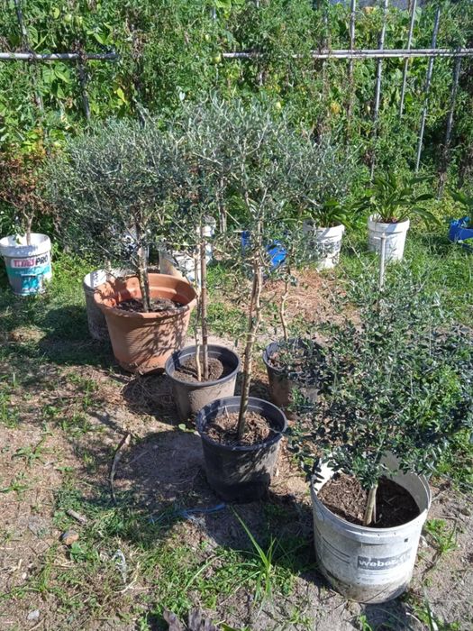 Vendo oliveiras bonitas para jardim