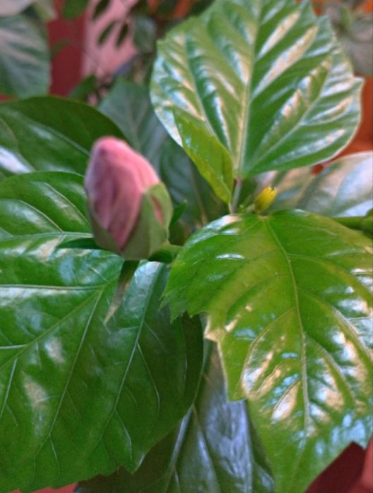 Кімнатні великі рослини дерево Китайська роза, гібіскус