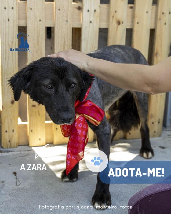 Zara cadela jovem para adocao