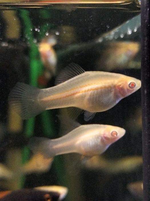 Mieczyk albino  standard