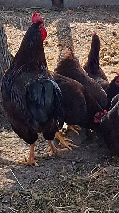 Ovos galados (férteis) Rhode Island Red, o preço é de cada ovo