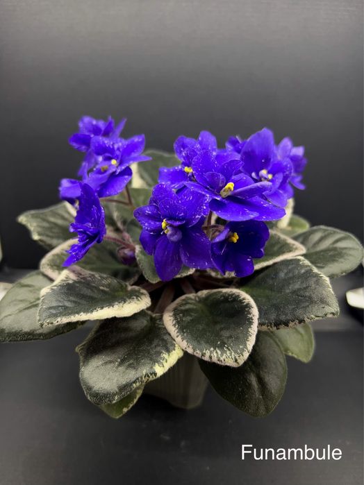 ЦВЕТУЩИЕ.Фиалка,сенполия,цветы