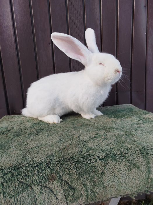 Króliki BELGI samiec/samica 11 miesięcy