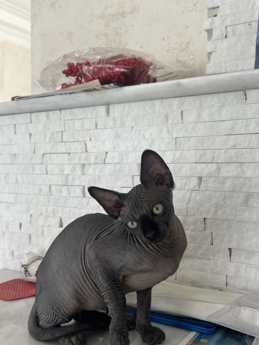 Котёнок сфинкс ,