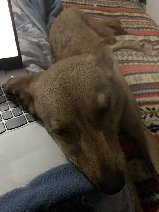 Adoção Responsavél - Paçoca