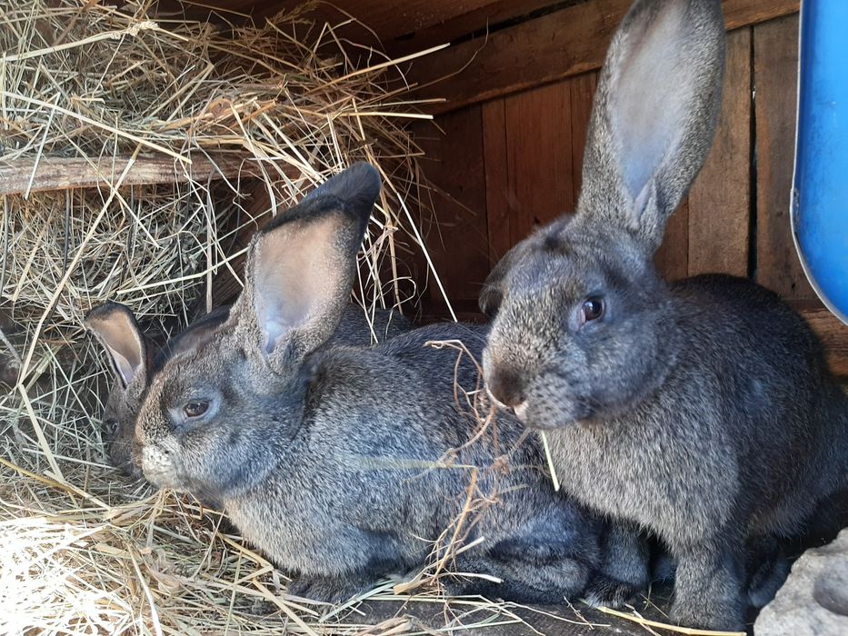 Крілиці , кріленята, самці