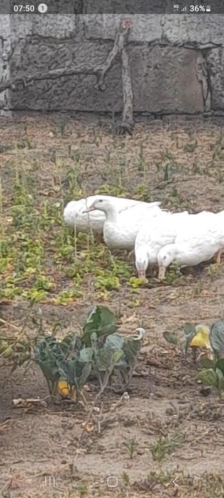 Patos Pequim Jovens