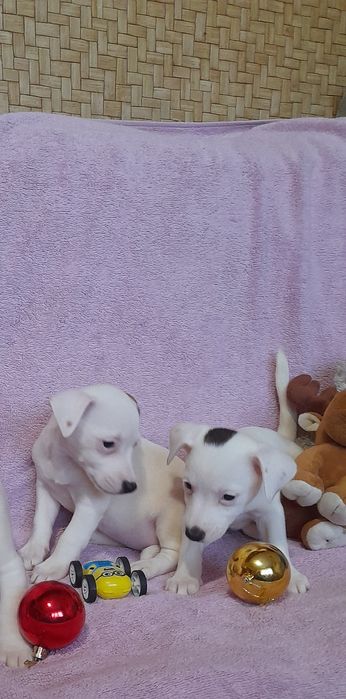 Дівченка джек Рассел тер'єр