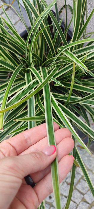 Turzyca trawa zimozielona