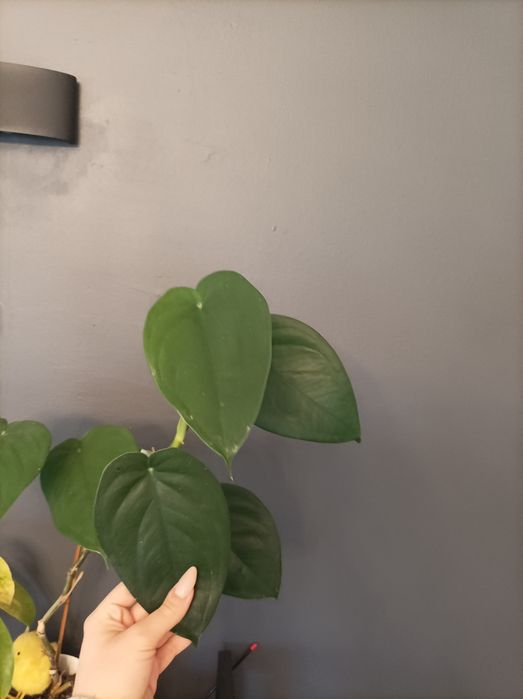 Sadzonka cięta syngonium dark night