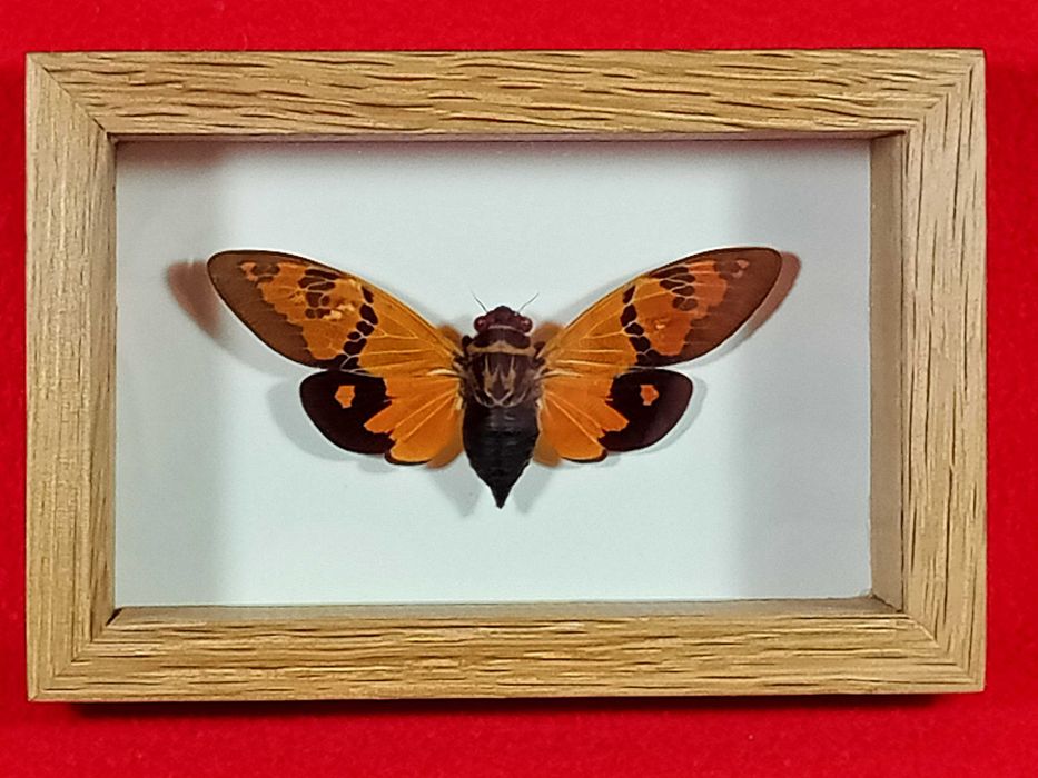 Cykada w ramce 12 x 8 cm . Gaeana festiva 75 mm .