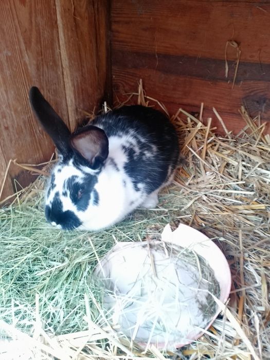 Mam do sprzedania króliki