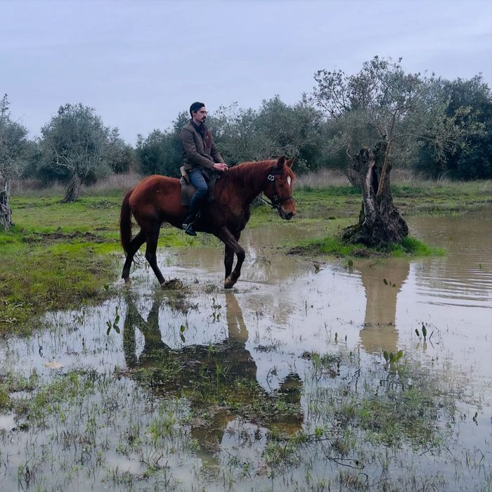 Égua alazã Cruzada com sangue árabe 5 anos
