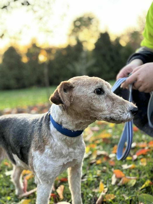Tosia babunia szuka rodziny