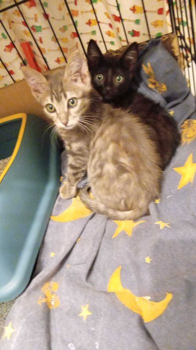 Gatos bebé para adoção consciente