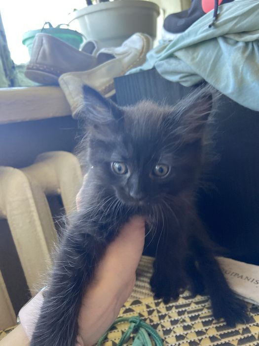 Котенок  ищет  семью