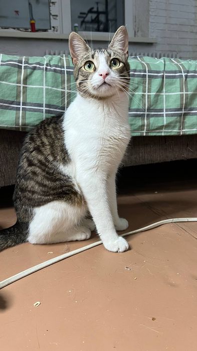 Отдам_ коты_ кошки_ Томас