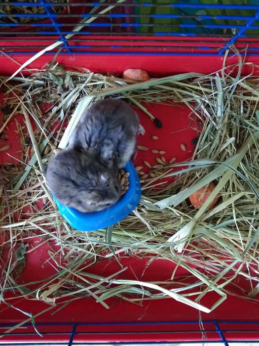 Хомячки Кременчуг