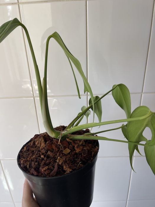 Monstera burle marx flame
