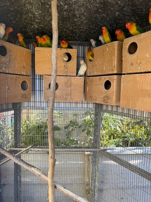 Vendo ou troco por roseicollis