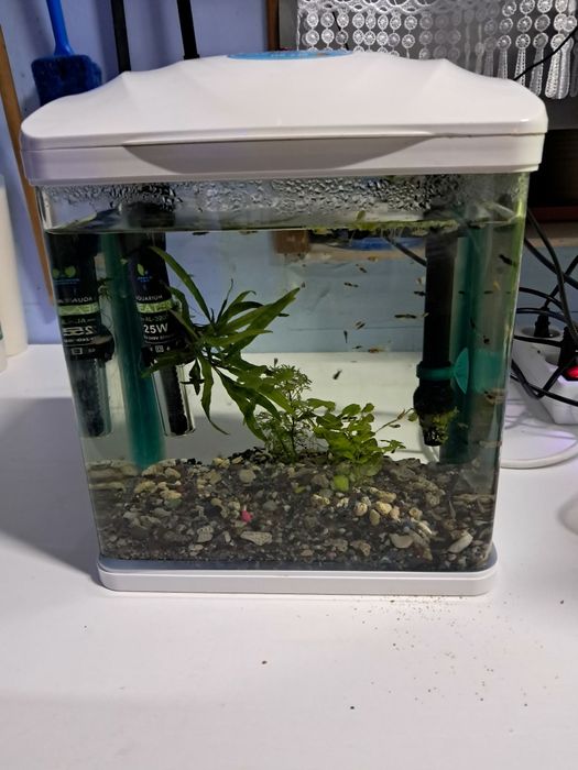 Akwarium małe lecz piękne z życiem