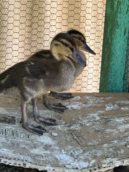 Tenho  a venda filhotes de pato Rouen