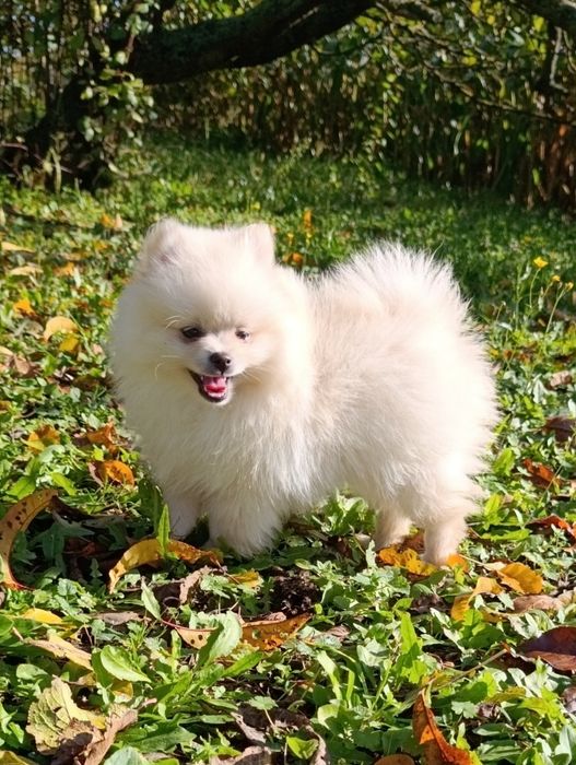 Szpic miniaturowy pomeranian piesek