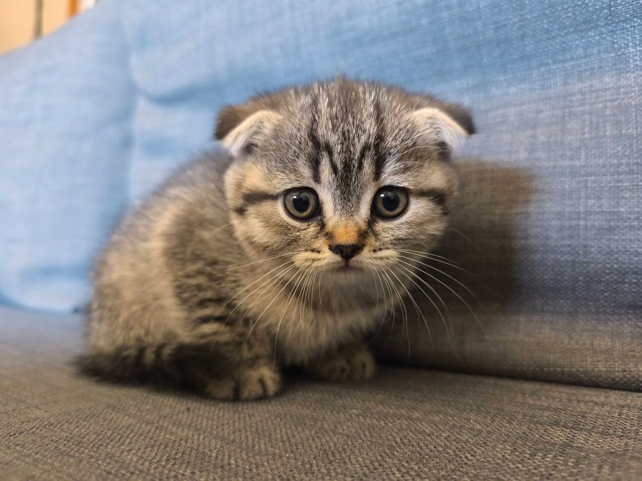 Gatinho scotish fold