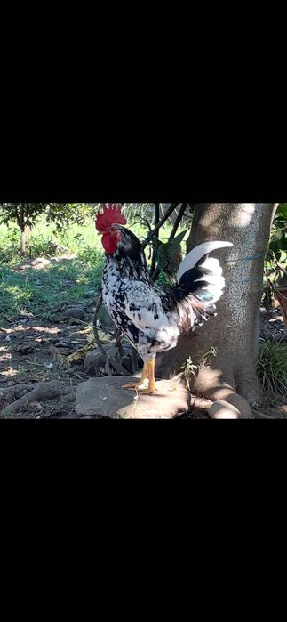 Vendo garnizo adulto