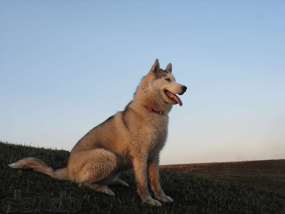 Кобель Хаски приглашает на вязку