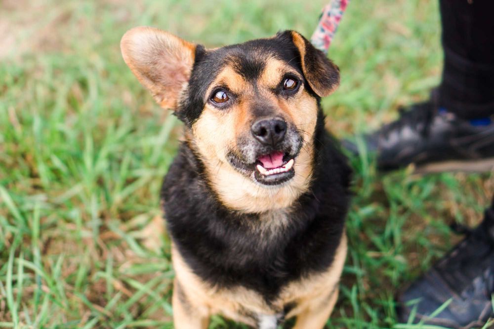 4 letni Szkrabek szuka domu!