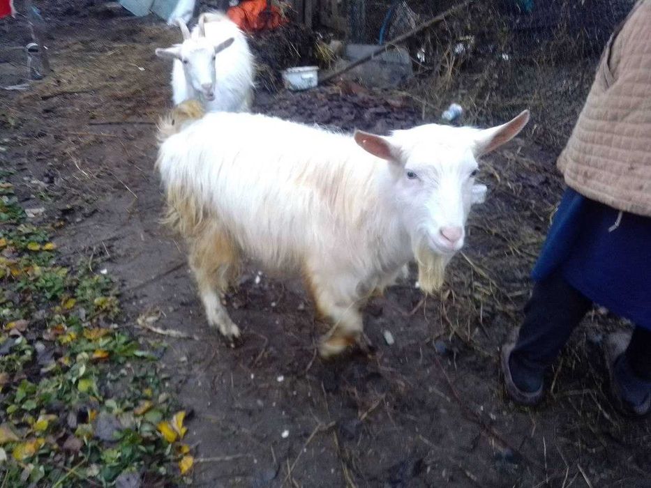 Продам козлов в хорошую семью