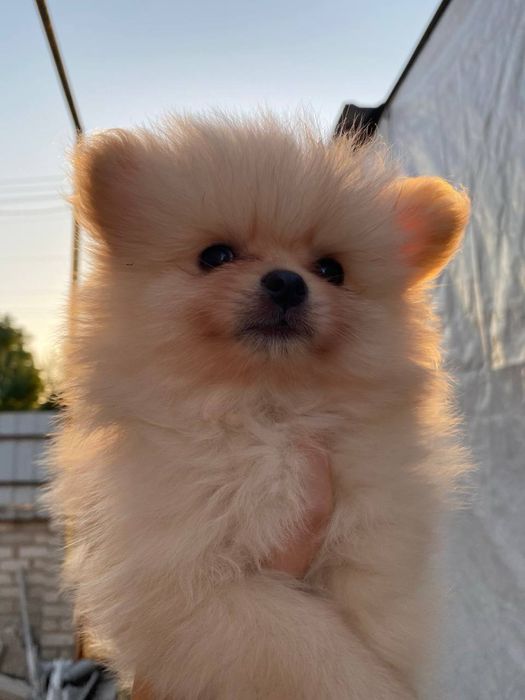 Продам щенков шпица