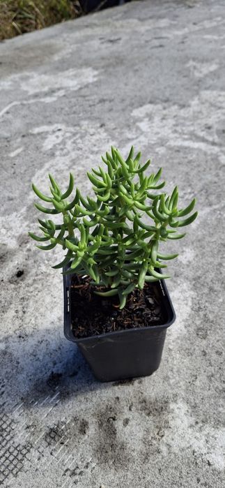Suculentas e Cactos (variedades)