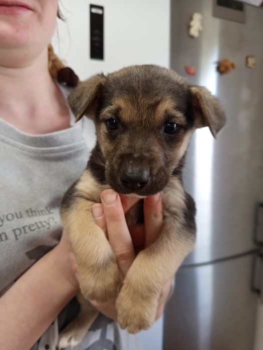 Продаются маленькие щенки