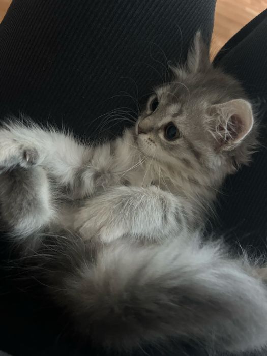 Отдам сибирскую молодую кошечку !