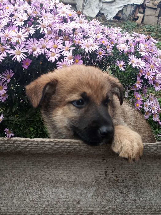 Бельгийская овчарка щенки