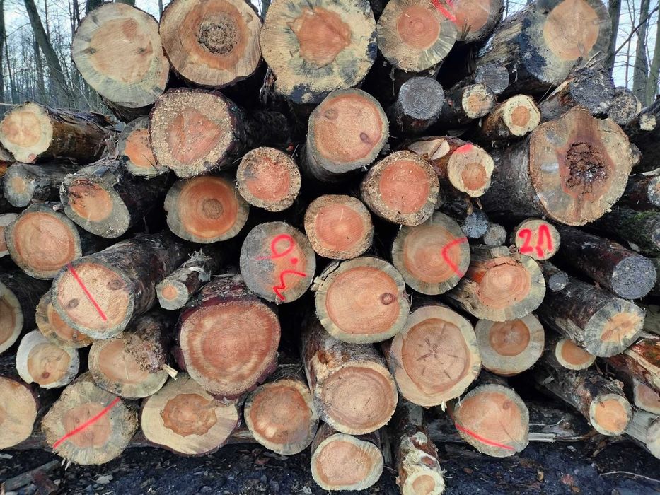 Drewno kominkowe opałowe Drzewo Grab Buk Dąb Brzoza Olcha Akacja Sosna