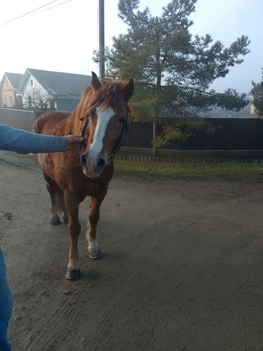 Продається кобила!