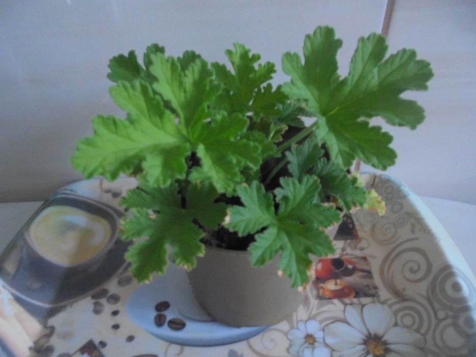 Anginka geranium