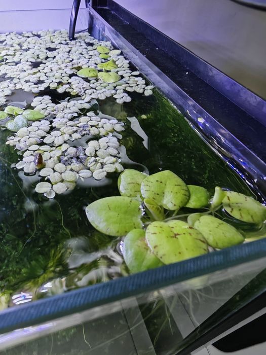 Amazon Frogbit (Limnobium Laevigatum) – Planta Flutuante para Aquário