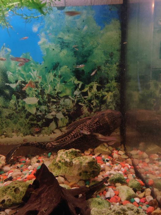 Akwarium 110l ( szkło + pokrywka )